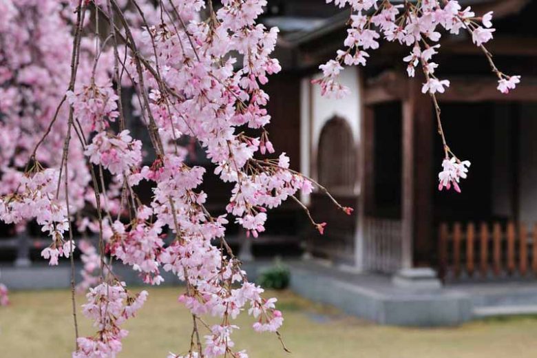 Japanese Flowering Cherries, Flowering Cherries,Japanese Flowering Cherries, Sakura, Cherry Blossom,  Higan cherry,Yoshino Cherry, Fuji cherry