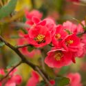 Winter Garden, Early Spring Garden, Winter Flowers, Hellebore, Christmas Rose, Lenten Rose, Flowering quINCE, Cornelian Cherry, witch hazel, Hamamelis, Heath, Erica, Cornus Mas