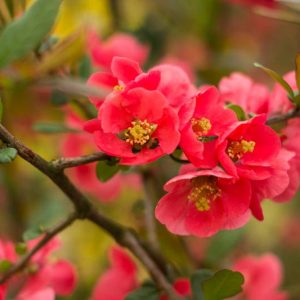 Winter Garden, Early Spring Garden, Winter Flowers, Hellebore, Christmas Rose, Lenten Rose, Flowering quINCE, Cornelian Cherry, witch hazel, Hamamelis, Heath, Erica, Cornus Mas
