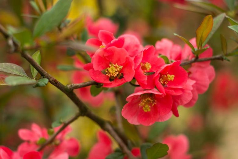 Winter Garden, Early Spring Garden, Winter Flowers, Hellebore, Christmas Rose, Lenten Rose, Flowering quINCE, Cornelian Cherry, witch hazel, Hamamelis, Heath, Erica, Cornus Mas