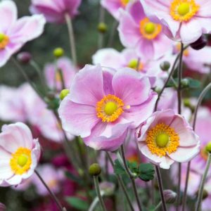 Japanese Anemones, Windflowers, Anemone tomentosa, Grapeleaf Anemones, Anemone x Hybrida, fall flowers, Fall perennials, white flowers, pink flowers, companion plants