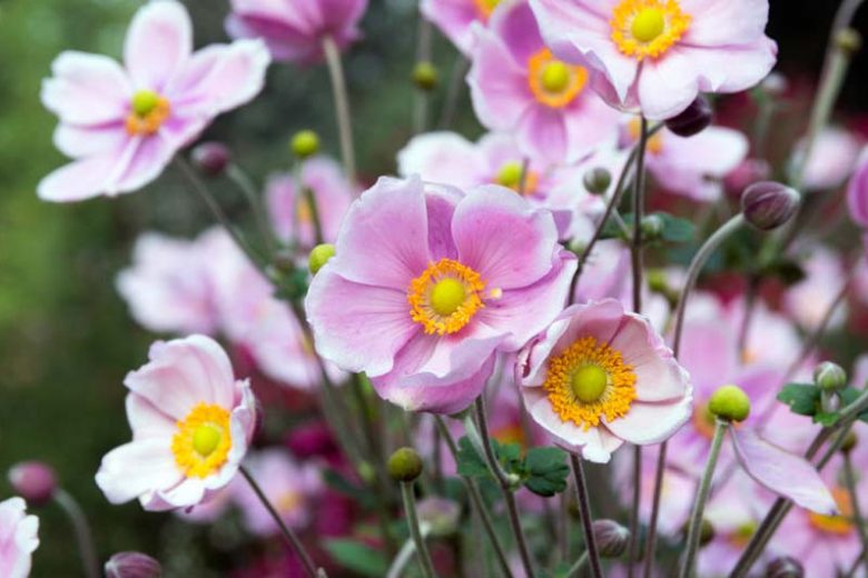Japanese Anemones, Windflowers, Anemone tomentosa, Grapeleaf Anemones, Anemone x Hybrida, fall flowers, Fall perennials, white flowers, pink flowers, companion plants