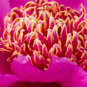 Bloom Peonies season, Early Peonies, Midseason Peonies, Late Peonies, Peonies Bloom Times