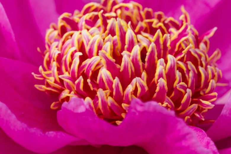 Bloom Peonies season, Early Peonies, Midseason Peonies, Late Peonies, Peonies Bloom Times