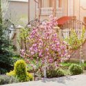 Small Magnolia, Tree for Small Gardens, Yellow Magnolias, Winter Blooming Magnolias, Spring Blooming Magnolias, Pink Magnolias, White Magnolias, Purple Magnolias, Red Magnolias