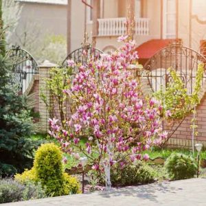 Small Magnolia, Tree for Small Gardens, Yellow Magnolias, Winter Blooming Magnolias, Spring Blooming Magnolias, Pink Magnolias, White Magnolias, Purple Magnolias, Red Magnolias
