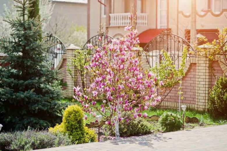 Small Magnolia, Tree for Small Gardens, Yellow Magnolias, Winter Blooming Magnolias, Spring Blooming Magnolias, Pink Magnolias, White Magnolias, Purple Magnolias, Red Magnolias