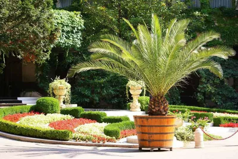 Palms for Containers, Cycads for Containers, Small Palms, Drought Tolerant Palms, Water-wise Palms, Low Water palms, Desert Palms
