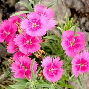 Perennial dianthus, , rock gardens, Dianthus deltoides, Dianthus gratianopolinatus, Maiden Pinks, Cheddar Pinks