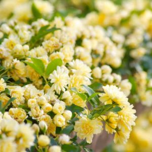 Climbing Roses, Rambler Roses, Rambling Roses, Great Roses, Top Roses, Best roses for walls, Best roses for pergolas, Best roses for fences, Best roses for Arbors, Best roses for Arches