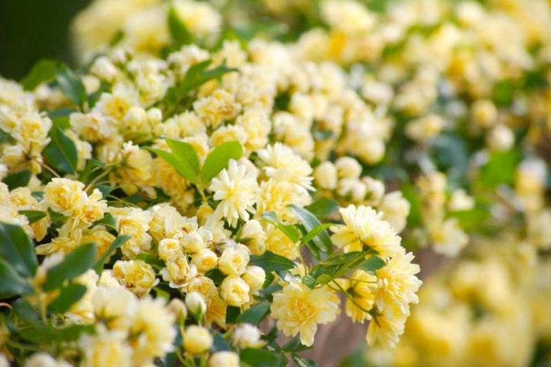 Climbing Roses, Rambler Roses, Rambling Roses, Great Roses, Top Roses, Best roses for walls, Best roses for pergolas, Best roses for fences, Best roses for Arbors, Best roses for Arches