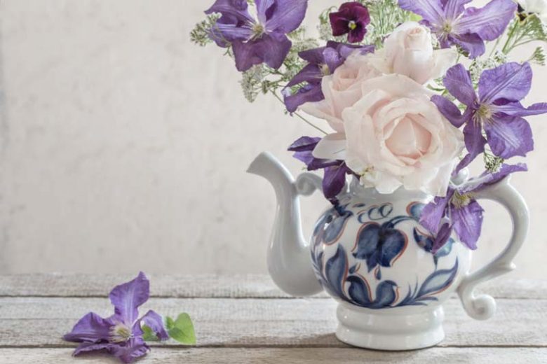 Combining Roses and Clematis, Mixing clematis and roses, Growing clematis and roses, Clematis and Roses Combinations, Best Climbing Roses, Best Clematis, Planting Roses and Clematis, Pruning Roses and Clematis