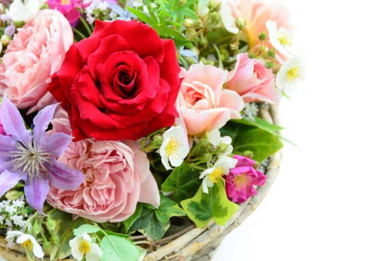 Combining Roses and Clematis, Mixing clematis and roses, Growing clematis and roses, Clematis and Roses Combinations, Best Climbing Roses, Best Clematis, Planting Roses and Clematis, Pruning Roses and Clematis