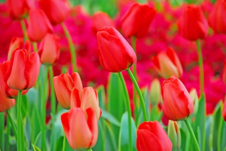 Tulips for Naturalizing, Tulips that come back, Best Tulips, Naturalizing Bulbs, perennial Bulbs, Perennial Tulips