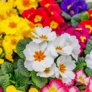 Primula vulgaris, Primula elatior, Primula veris, Vernales Primulas, Cowslips, Oxlips, English Primroses, Common Primroses, Primula Acaulis, Primula Polyanthus