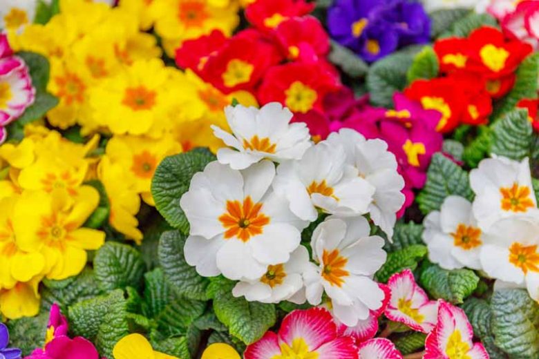 Primula vulgaris, Primula elatior, Primula veris, Vernales Primulas, Cowslips, Oxlips, English Primroses, Common Primroses, Primula Acaulis, Primula Polyanthus