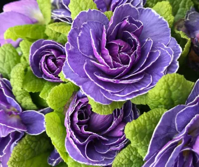 Primula Belarina Amethyst Ice, Primrose 'Belarina Amethyst Ice', Belarina Series, Double Primroses, Blue Primoses, Shade plants, shade perennial, plants for shade, plants for wet soils, spring flowers