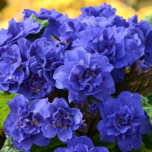 Primula Belarina Cobalt Blue, Primrose 'Belarina Cobalt Blue', Belarina Series, Double Primroses, Blue Primoses, Shade plants, shade perennial, plants for shade, plants for wet soils, spring flowers