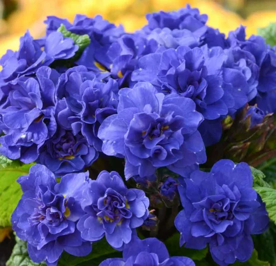 Primula Belarina Cobalt Blue, Primrose 'Belarina Cobalt Blue', Belarina Series, Double Primroses, Blue Primoses, Shade plants, shade perennial, plants for shade, plants for wet soils, spring flowers