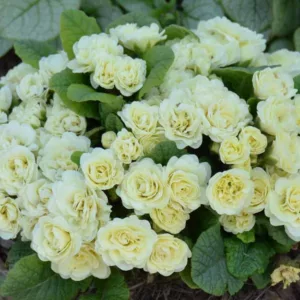 Primula Belarina Cream, Primrose 'Belarina Cream', Belarina Series, Double Primroses, Cream Primoses, Shade plants, shade perennial, plants for shade, plants for wet soils, spring flowers