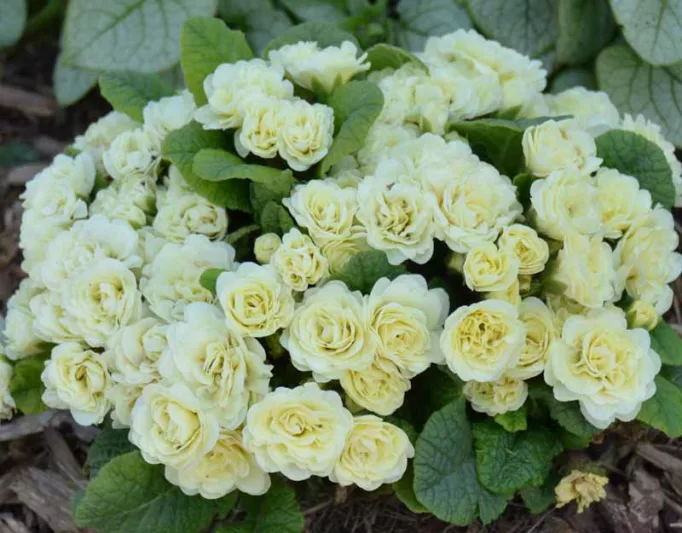Primula Belarina Cream, Primrose 'Belarina Cream', Belarina Series, Double Primroses, Cream Primoses, Shade plants, shade perennial, plants for shade, plants for wet soils, spring flowers