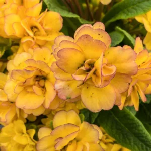 Primula Belarina Nectarine, Primrose 'Belarina Nectarine', Belarina Series, Double Primroses, Yellow Primoses, Shade plants, shade perennial, plants for shade, plants for wet soils, spring flowers