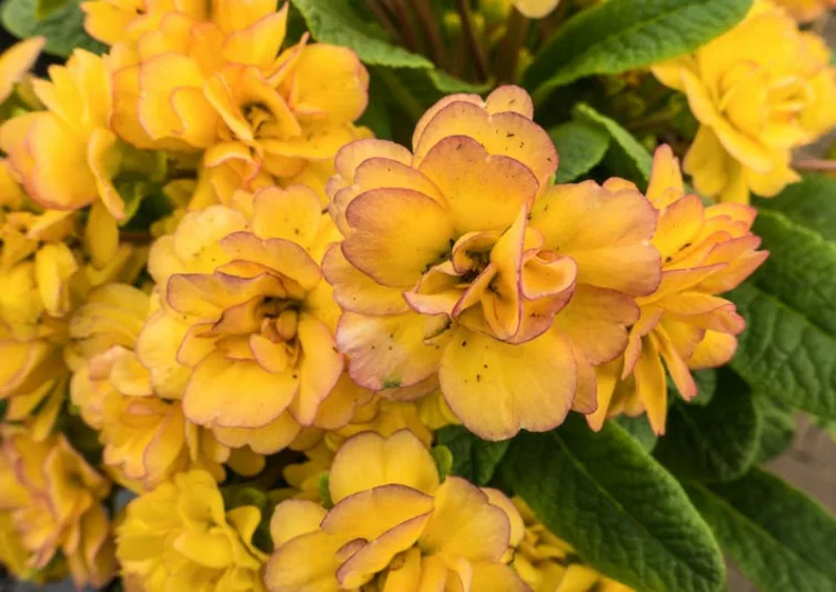 Primula Belarina Nectarine, Primrose 'Belarina Nectarine', Belarina Series, Double Primroses, Yellow Primoses, Shade plants, shade perennial, plants for shade, plants for wet soils, spring flowers