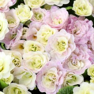 Primula Belarina Pink Champagne, Primrose 'Belarina Pink Champagne', Belarina Series, Double Primroses, Cream Primoses, Pink Primrose, Shade plants, shade perennial, plants for shade, plants for wet soils, spring flowers