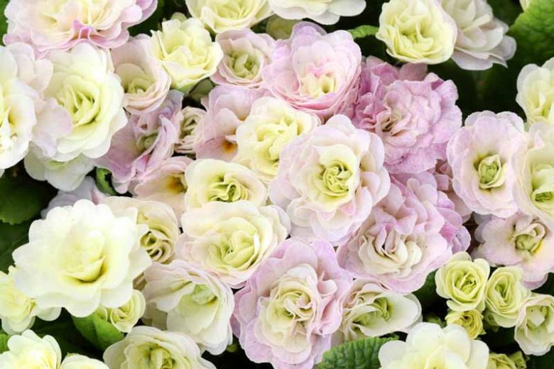Primula Belarina Pink Champagne, Primrose 'Belarina Pink Champagne', Belarina Series, Double Primroses, Cream Primoses, Pink Primrose, Shade plants, shade perennial, plants for shade, plants for wet soils, spring flowers