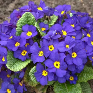Primula Crescendo Blue Shades, Primrose Crescendo Blue Shades, Polyanthus Crescendo Blue Shades, Blue Primrose, Shade plants, shade perennial, plants for shade, plants for wet soils