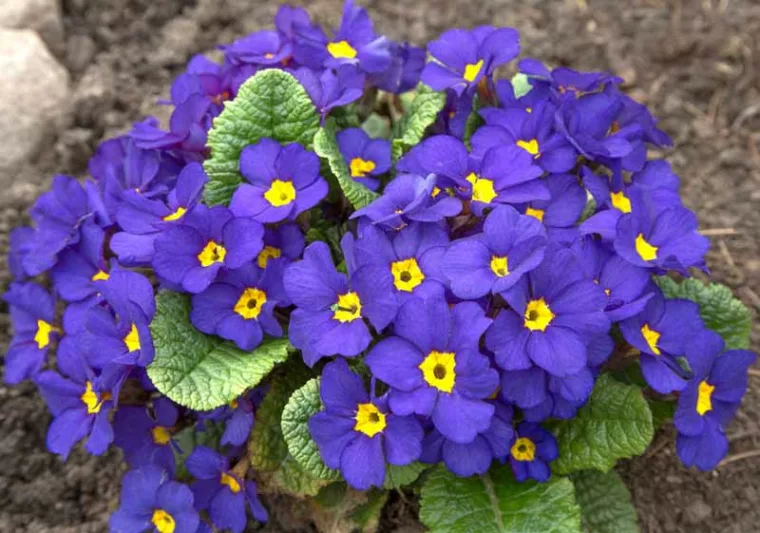 Primula Crescendo Blue Shades, Primrose Crescendo Blue Shades, Polyanthus Crescendo Blue Shades, Blue Primrose, Shade plants, shade perennial, plants for shade, plants for wet soils
