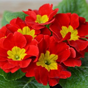 Primula Crescendo Bright Red, Primrose Crescendo Bright Red, Polyanthus Crescendo Bright Red, Red Primrose, Striped Primrose, Shade plants, shade perennial, plants for shade, plants for wet soils