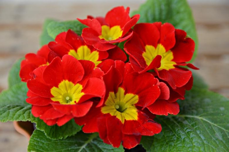 Primula Crescendo Bright Red, Primrose Crescendo Bright Red, Polyanthus Crescendo Bright Red, Red Primrose, Striped Primrose, Shade plants, shade perennial, plants for shade, plants for wet soils