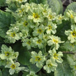 Primula Francisca, Primrose Francisca, Polyanthus Francisca, Green Primrose, Striped Primrose, Shade plants, shade perennial, plants for shade, plants for wet soils