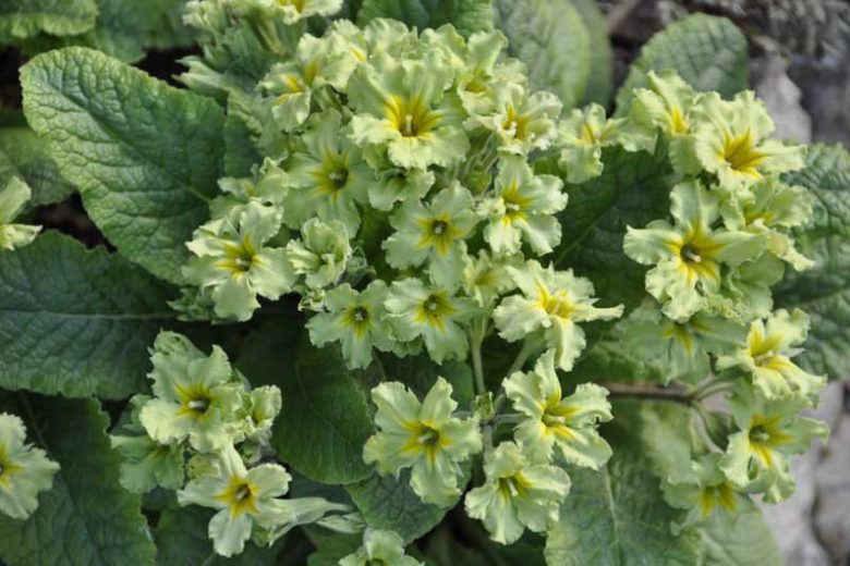 Primula Francisca, Primrose Francisca, Polyanthus Francisca, Green Primrose, Striped Primrose, Shade plants, shade perennial, plants for shade, plants for wet soils