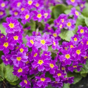 Primula 'Perle von Bottrop', Primrose 'Perle von Bottrop', Primula juliae 'Perle von Bottrop', Purple Primoses, Magenta Primroses, Shade plants, shade perennial, plants for shade, plants for wet soils, spring flowers