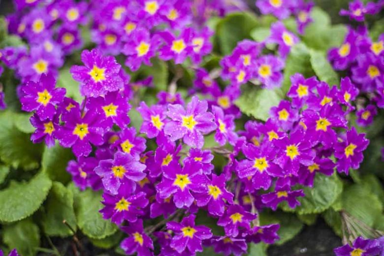 Primula 'Perle von Bottrop', Primrose 'Perle von Bottrop', Primula juliae 'Perle von Bottrop', Purple Primoses, Magenta Primroses, Shade plants, shade perennial, plants for shade, plants for wet soils, spring flowers