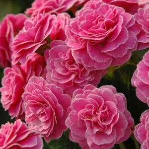 Primula Romance, Primrose 'Romance', Shade plants, shade perennial, plants for shade, plants for wet soils, spring flowers, Pink flowers, Pink Primroses, Double Primroses