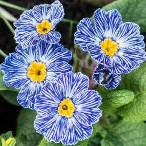 Primula Zebra Blue, Primrose Zebra Blue, Polyanthus Zebra Blue, Blue Primrose, Striped Primrose, Shade plants, shade perennial, plants for shade, plants for wet soils
