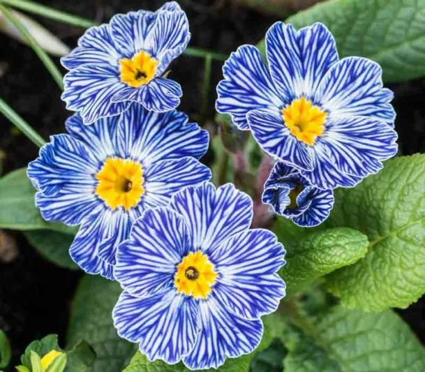 Primula Zebra Blue, Primrose Zebra Blue, Polyanthus Zebra Blue, Blue Primrose, Striped Primrose, Shade plants, shade perennial, plants for shade, plants for wet soils