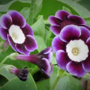 Primula auricula 'Adrian', Primrose 'Adrian', Bear's Ears 'Adrian', Purple Primrose, Dark Primrose, Bicolor Primrose, Alpine Auricula Primrose, Shade plants, shade perennial