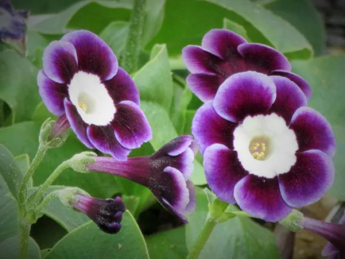 Primula auricula 'Adrian', Primrose 'Adrian', Bear's Ears 'Adrian', Purple Primrose, Dark Primrose, Bicolor Primrose, Alpine Auricula Primrose, Shade plants, shade perennial