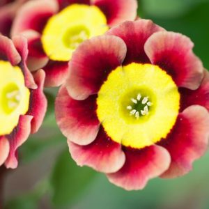 Primula auricula 'Ancient Society', Primrose 'Ancient Society', Bear's Ears 'Ancient Society', Red Primrose, Dark Primrose, Bicolor Primrose, Alpine Auricula Primrose, Shade plants, shade perennial
