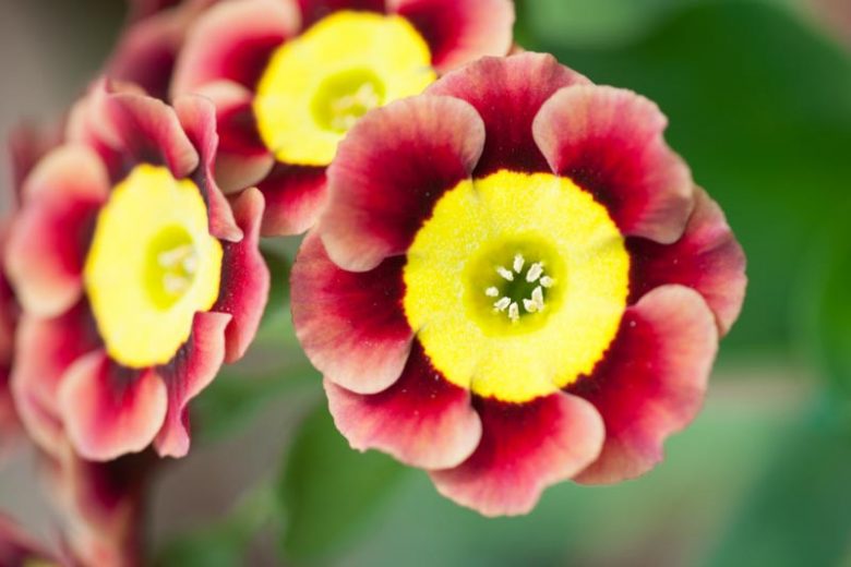 Primula auricula 'Ancient Society', Primrose 'Ancient Society', Bear's Ears 'Ancient Society', Red Primrose, Dark Primrose, Bicolor Primrose, Alpine Auricula Primrose, Shade plants, shade perennial