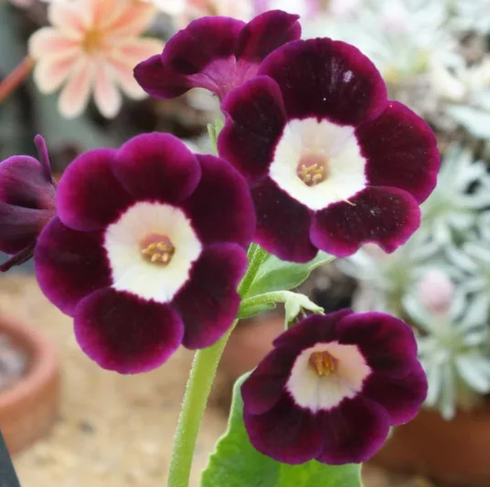 Primula auricula 'Argus', Primrose 'Argus', Bear's Ears 'Argus', Purple Primrose, Dark Primrose, Bicolor Primrose, Alpine Auricula Primrose, Shade plants, shade perennial