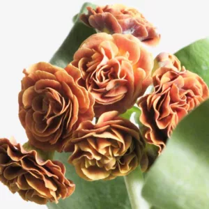 Primula auricula 'Baltic Amber', Primrose 'Baltic Amber', Bear's Ears 'Baltic Amber', Alpine Auricula Primrose, Double Primroses, Orange Primoses, Shade plants, shade perennial, plants for shade, plants for wet soils, spring flowers