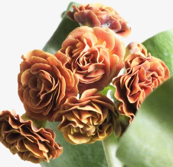 Primula auricula 'Baltic Amber', Primrose 'Baltic Amber', Bear's Ears 'Baltic Amber', Alpine Auricula Primrose, Double Primroses, Orange Primoses, Shade plants, shade perennial, plants for shade, plants for wet soils, spring flowers