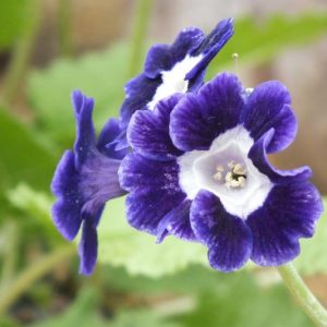 Primula auricula 'Blue Velvet', Primrose 'Blue Velvet', Bear's Ears 'Blue Velvet', Blue Primrose, Dark Primrose, Bicolor Primrose, Border Auricula Primrose, Shade plants, shade perennial