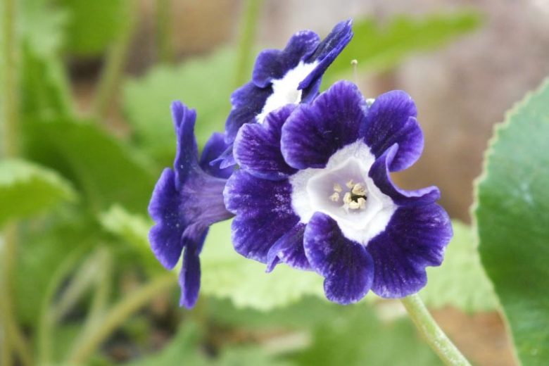 Primula auricula 'Blue Velvet', Primrose 'Blue Velvet', Bear's Ears 'Blue Velvet', Blue Primrose, Dark Primrose, Bicolor Primrose, Border Auricula Primrose, Shade plants, shade perennial