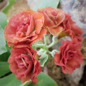 Primula auricula 'Cinnamon', Primrose 'Cinnamon', Bear's Ears 'Cinnamon', Alpine Auricula Primrose, Double Primroses, Orange Primoses, Shade plants, shade perennial, plants for shade, plants for wet soils, spring flowers
